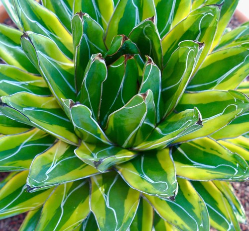 Agave victoriae reginae - agave, cv