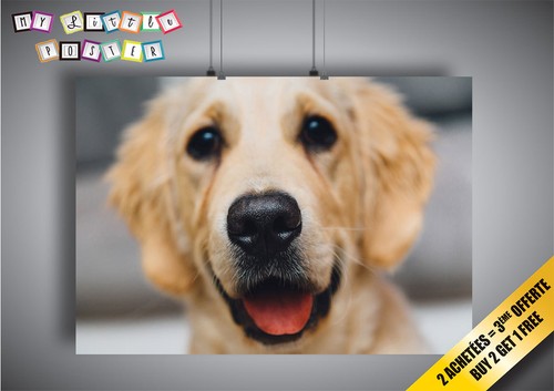 Locandina cane labrador - cane,
