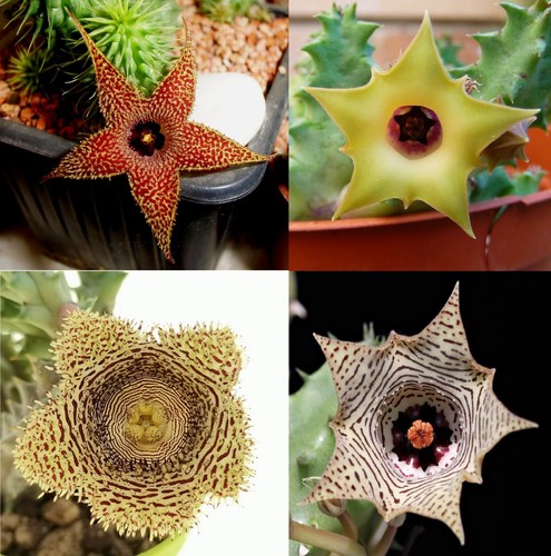 Talee senza radici huernia - 4,