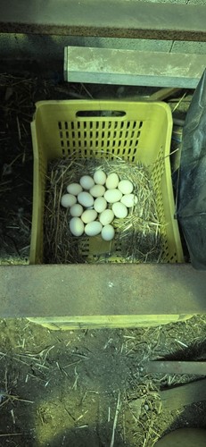 Uova fertili gallina - fertili,