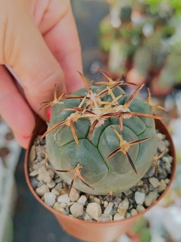 Coryphantha polselgeriana - , v