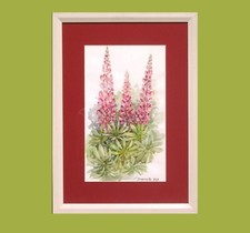 Delphinium rosso, Acquarello