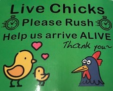 50 adesivi uova da cova