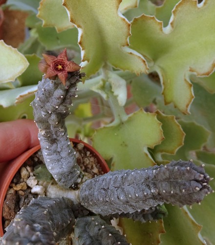 Caralluma europea - europea, x