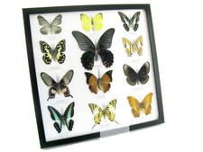 12 farfalle vere, imbottite