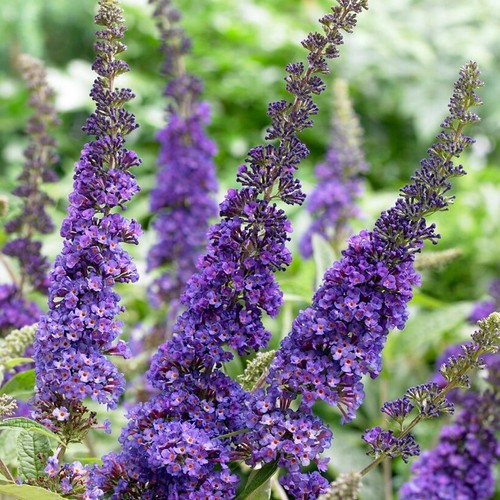 Buddleia davidii empire blue - davidii,