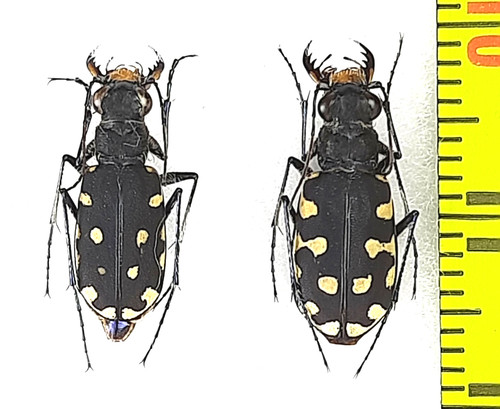 Coppia carabidae cicindela - coppia, carabidae,