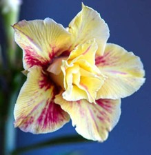 Adenium obesum yellow - obesum,