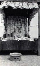Foto Vintage Animali Regno Unito Letto a baldacchino per cani 1987 stampa 18x13