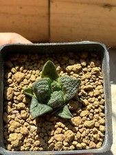 Ariocarpus fi suratus Hybrid, Own Root, 3 cm, 5.5 cm Pot, Not Copiapoa, Aztekium