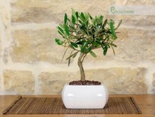 Bonsai olivo vaso - di,