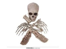 Scheletro con ossa divise - la