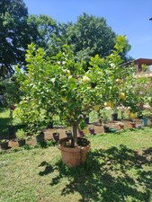 Due Piante Di Limoni In Vaso 70  Cm