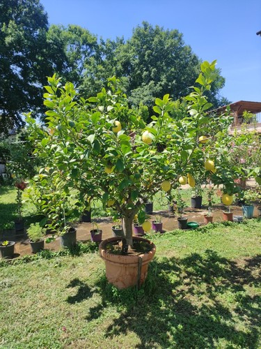 Due piante limoni vaso - limoni, in