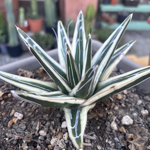 Agave regina white rhino - agave,