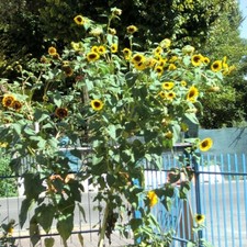 🔥20+5🔥 SEMI di GIRASOLE