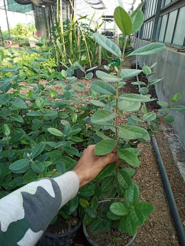 Feijoa guava ananas - feijoa,