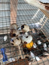 36Uova Feconde/Fertili di