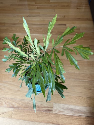Raro vaso variegato palma - raro, a