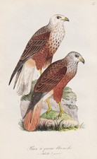 Buse Blanche Poiana Buzzards