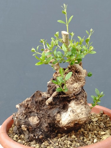 Bonsai olivastro 30x20cm - olivastro,