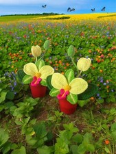 Orchidea uncinetto - orchidea,
