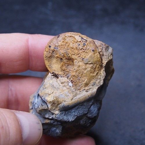106gr lotto fossili minerali - fossili,