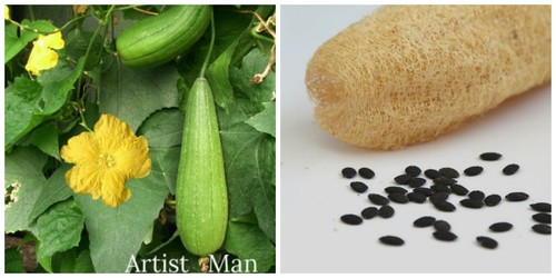 Luffa cylindrica semi - cylindrica, 32