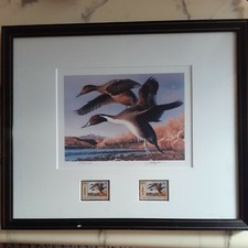 ROBERT STEINER FRAMED 1981 NEW MEXICO FOS 'PINTAILS'S/N PRINT-2 STAMPS 1 SIGNED 