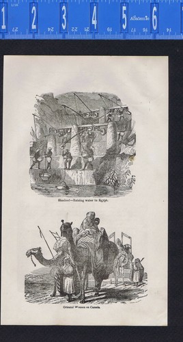 Donne cammelli alzata - su, cammelli,