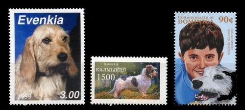 Basset griffon vendeen hound - griffon,