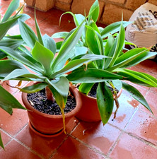 Agave attenuata diametro 60cm - diametro,