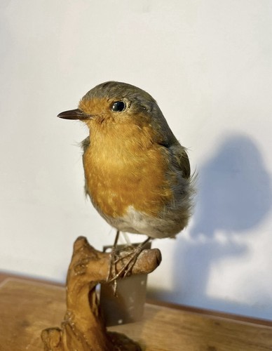 Pettirosso tassidermia - pettirosso.,
