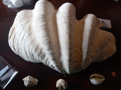 Tridacna gigante dalla - tridacna,