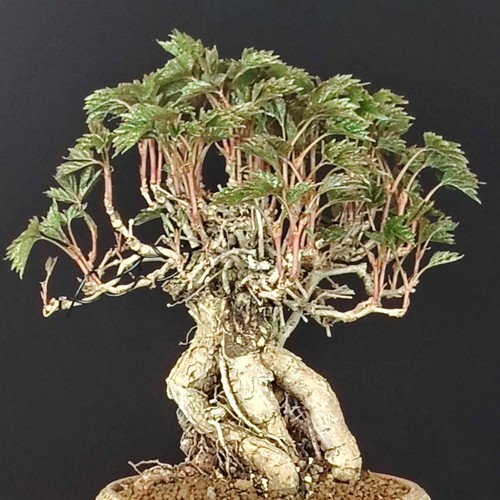 Bonsai parthenocyssus - bonsai,