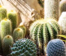 Semi PIANTE GRASSE CACTACEE