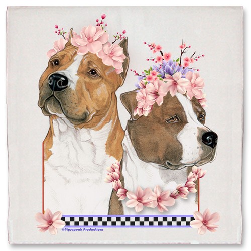 American staffordshire terrier - american,