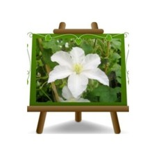 Clematis Grandi Fiori Bianco