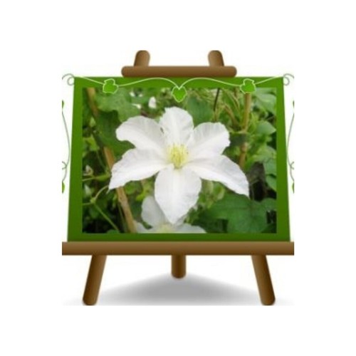 Clematis grandi fiori bianco - grandi,