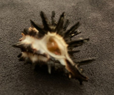 Muricidae Murex Melanamathos