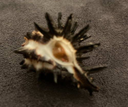 Muricidae murex melanamathos - muricidae,