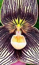 Dracula Species vampira' Giant
