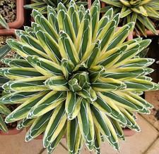 Agave Victoriae Reginae "Shin