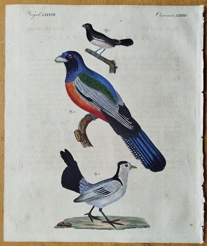 Uccellini loxia trogon - uccellini,