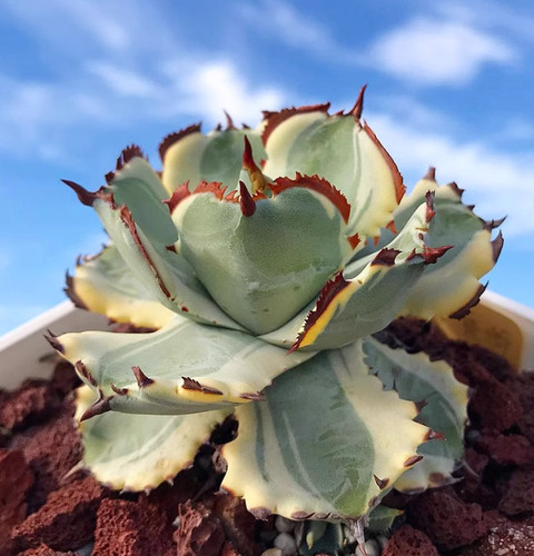 Pianta agave isthmensis - pianta, di