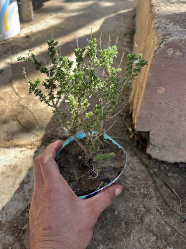 Bonsai timo macchia - bonsai,