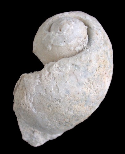 Malm globularia michellini - globularia,