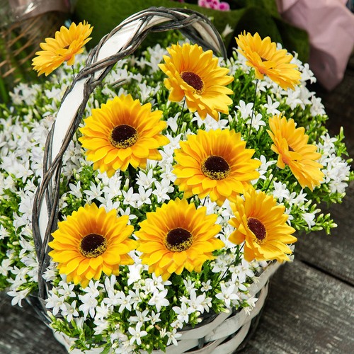 Pezzi girasole giardino - pezzi,