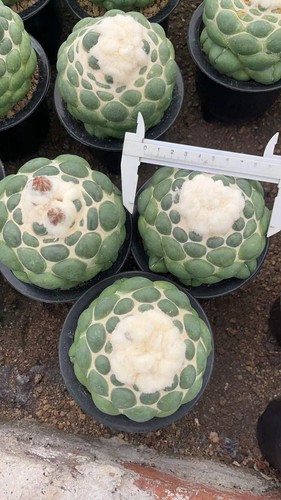 Coryphantha elephantidens