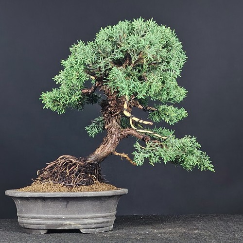 Shohin bonsai ginepro - shohin,